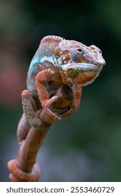 Panther chameleon on a tree branch	
