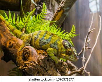 Panther chameleon sitting on a branch, popular tropical reptile pet from Madagascar - Powered by Shutterstock