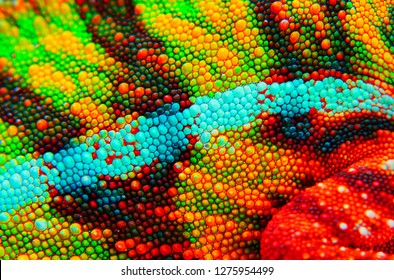 Panther chameleon skin close up. This is an ambilobe locale, and shows amazing green, yellow, red, orange, blue, and white