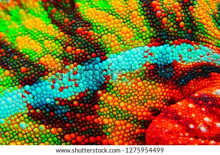 Panther chameleon skin close up. This is an ambilobe locale, and shows amazing green, yellow, red, orange, blue, and white