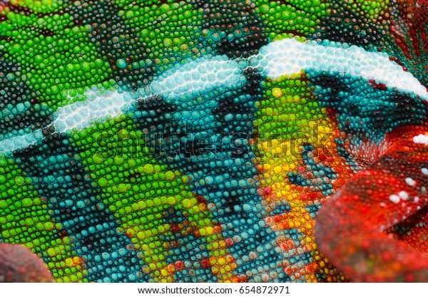 Panther chameleon skin close up.  This is an ambilobe\
locale, and shows amazing green, yellow, red, orange, blue, and\
white. 