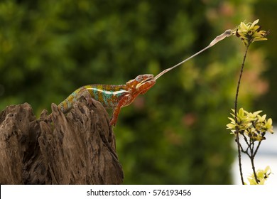 Panther Chameleon Trying To Get A Mantis For His Food