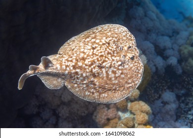 Panther Electric Ray (Torpedo panthera) In Red Sea, Egypt. Dangerous Underwater Animal Near Tropical Coral Reef. Close Up Of Leopard Ray's Back In Nature. Diving Photography. Indo-Pacific Ocean Fish.