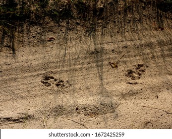 panther tracks