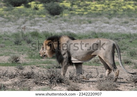 Panthera leo melanochaita is a lion subspecies in Southern and East Africa. It is also called the Kalahari lion.