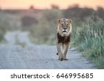 Panthera leo vernayi,  Kalahari lion, black mane lion in typical environment of Kalahari desert, walking on the sandy road toward at camera. Lion on the road in desert landscape. Kgalagadi , Botswana