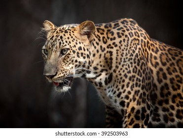 Panthera Pardus