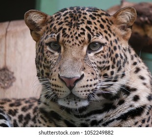 Panthera Pardus Melas Head