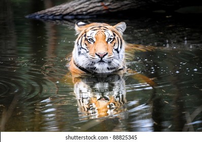 Panthera tigris tigris commonly know as bengal tiger looking straight into camera