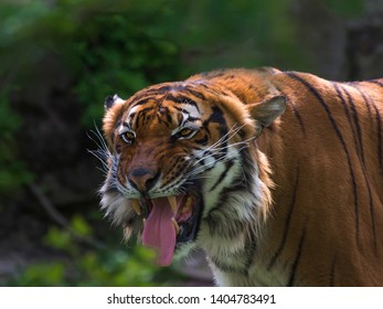 Panthera Tigris Jacksoni , Tygr Malajský