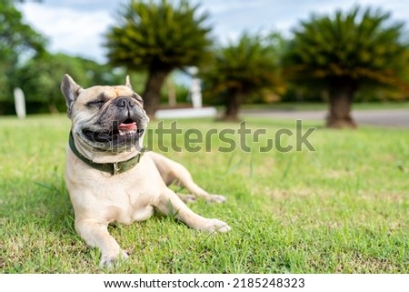 Panting dog lying on grass field against palm tree.