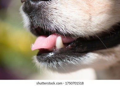 Panting dog macro with focus on thirsty mouth