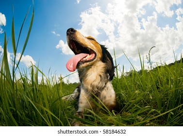 Panting dog resting in the field