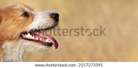 Panting dog in summer. Dental pet care, teeth banner with copy space.