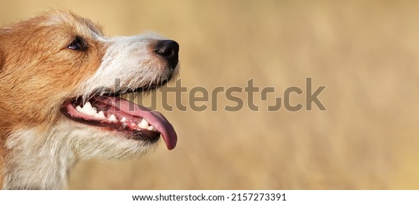 Panting dog in summer. Dental pet care, teeth\
banner with copy space.