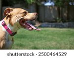 Panting dog in sunny backyard. Large puppy dog with open mouth and long pink tongue trying to regulate body temperatur. Protect pets from overheating. Female Boxer Pitbull mix. Selective focus.