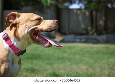 Panting dog in sunny backyard. Large puppy dog with open mouth and long pink tongue trying to regulate body temperatur. Protect pets from overheating. Female Boxer Pitbull mix. Selective focus. - Powered by Shutterstock