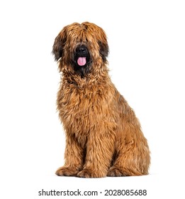 Panting Fawn Briard dog sitting in front, isolated on white