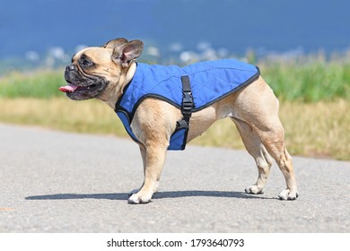 Panting French Bulldog Dog Wearing Cooling Vest Harness To Lower Body Temperature On Hot Summer Day