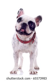 Panting French Bulldog Looking Curious Standing Stock Photo 65573983 