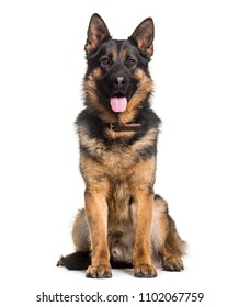 Panting German Shepherd Sitting, Isolated