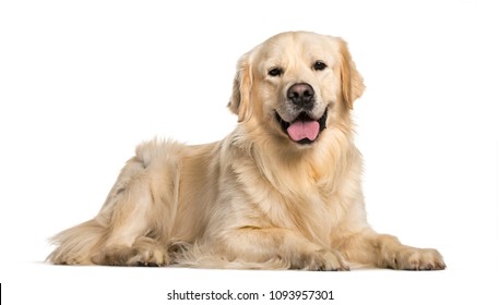 panting Golden Retriever dog lying  against white background and looking at the camera