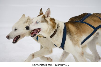 Panting Pair Of Lead Seppala Siberian Sleddogs Pulling A Dog Sled In A Winter Race