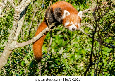 A panting red panda in a tree