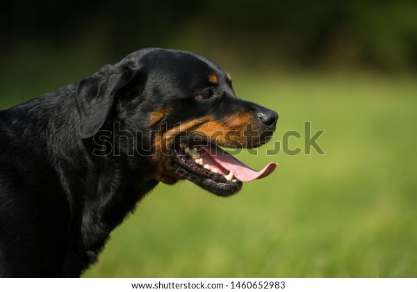 panting rottweiler dog in\
the summer