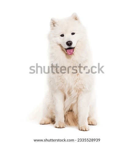 Panting Samoyed dog looking at the camera, isolated on white
