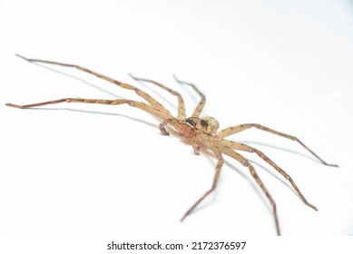 Pantropical Huntsman Spider, giant crab spider and cane spider
(Sparassidae, Heteropoda venatoria) stay still on top or white surface background, crawling and waiting - Powered by Shutterstock