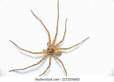 Pantropical Huntsman Spider, giant crab spider and cane spider
(Sparassidae, Heteropoda venatoria) stay still on top or white surface background, crawling and waiting - Powered by Shutterstock