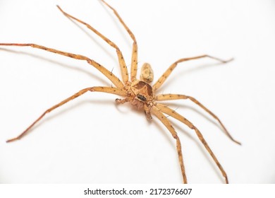 Pantropical Huntsman Spider, giant crab spider and cane spider
(Sparassidae, Heteropoda venatoria) stay still on top or white surface background, crawling and waiting - Powered by Shutterstock