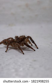 Pantropical Jumping Spider of the species Plexippus paykulli