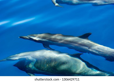 Pantropical Spotted Dolphin Stenella Attenuata