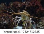 Panulirus argus, the Caribbean spiny lobster