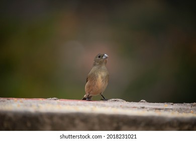 Papa Capim Das Costas Cinza. The Gray-backed Grass Pope Is A Passerine Bird Of The Thraupidae Family.