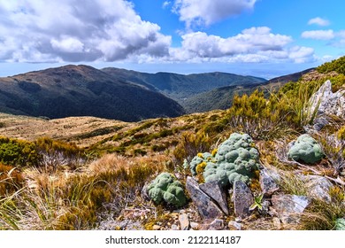 Paparoa National Park, New Zealand - December 25 2020: Moss and Hills from the Paparoa Track - Shutterstock ID 2122114187