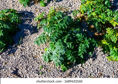 Papas negras plants, local black potato plantations on Tenrife, Canary islands, Spain in winter - Shutterstock ID 1689632560