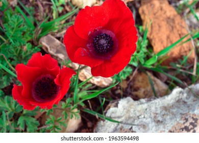 Papaver. Bloody Flower. Red Tears On Rocks.