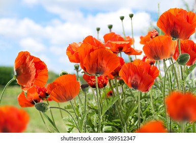 Papaver Orientale (Oriental Poppy)