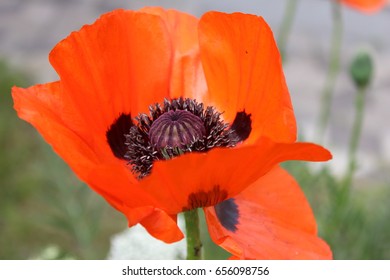 Papaver Orientale / Red Poppy Oriental