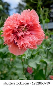 Papaver Paeoniflorum / Opium Poppy / Bread Seed Poppy