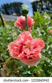 Papaver Paeoniflorum / Opium Poppy / Bread Seed Poppy