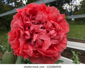 Papaver Paeoniflorum / Opium Poppy / Bread Seed Poppy