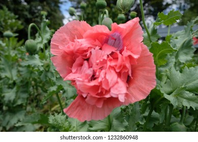 Papaver Paeoniflorum / Opium Poppy / Bread Seed Poppy