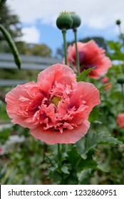 Papaver Paeoniflorum / Opium Poppy / Bread Seed Poppy