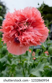 Papaver Paeoniflorum / Opium Poppy / Bread Seed Poppy