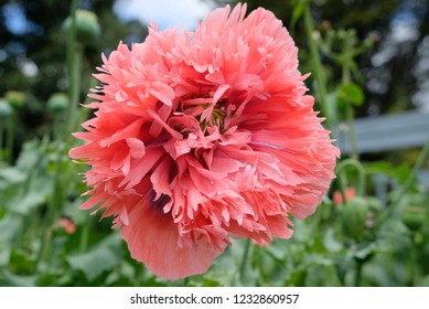 Papaver Paeoniflorum / Opium Poppy / Bread Seed Poppy