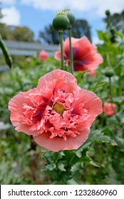 Papaver Paeoniflorum / Opium Poppy / Bread Seed Poppy